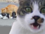 Ahhhh!.jpg