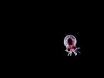 BabehOctopus.jpg