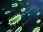 Bacteria.jpg