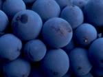 Blueberries.jpg