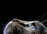 CatFace.jpg