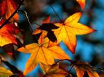 ColorsofFall.jpg