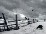 Crows.jpg