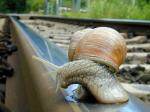 Escargot.jpg