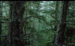 Forest5.jpg