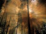 ForestFire.jpg