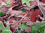 FrozenLeaves.jpg