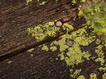 GreenLichen.jpg