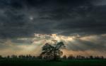 HeavenlyTree.jpg