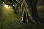 HiveTrees.jpg
