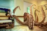 IgnoreTheOctopus.jpg