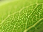 LeafVein.jpg