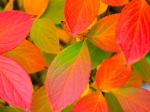 Leaves.jpg