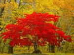 MapleTree.jpg