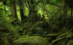 Moss.jpg