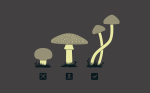 Mushrooms.png