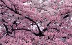 Sakura.jpg
