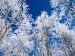 SnowyBranches.jpg