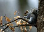 Squirrel.jpg