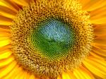 Sunflower.jpg