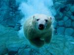 SwimmingPolar.jpg