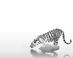 TigerSip.jpg