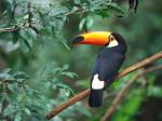 Toucan.jpg