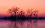TreesAtDusk.jpg