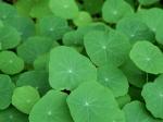 Tropaeolum.jpg