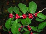 VineBerries.jpg