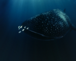 WhaleShark.png
