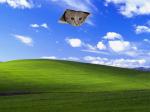 blissceilingcat.jpg