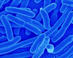 bluegerms.jpg