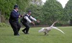 chasingducks.jpg
