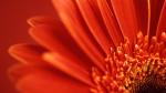 close-upredflower.jpg