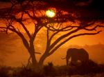 elephantundertree.jpg