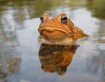 frogwater.jpg