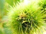 green(78).jpg