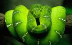 greenboa.jpg