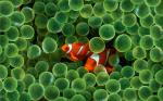 greenclownfish.jpg