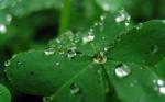 greendewonleaves.jpg