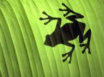 greenfrogshadow.jpg