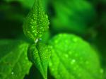 greenwetleaves.jpg