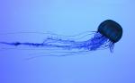 jellyfishblue.jpg