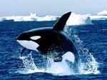 killerwhale.jpg