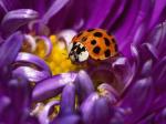 ladybug.jpg