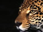 leopard.jpg