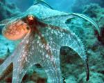 octopus.jpg