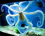 octopusglass.jpg