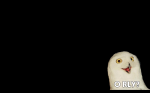 orly.png